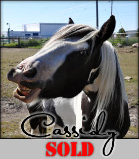 Cassidy - 2006 Mare SOLD