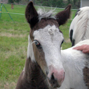 Cassidy - 2006 filly FOR SALE