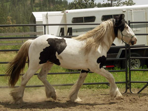 Prince Caspian