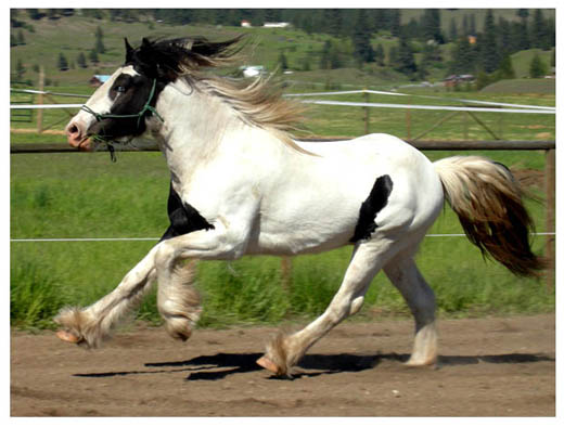 MSR Prince Caspian (shown as a yearling)