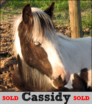 Cassidy - 2006 filly SOLD